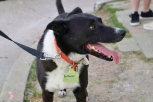 landscape_h__Gualeguaychu_1764333269