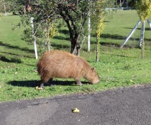 WhatsApp Image 2026-03-31 at 12.18.51