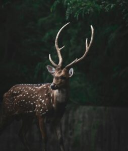 ciervo-axis_sagar-kulkarni_unsplash