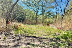 landscape_h__Gualeguaychu_1774621011