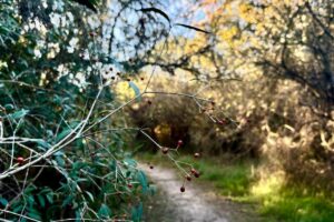 landscape_h__Gualeguaychu_1783954589