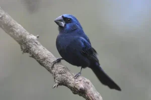 pajarito