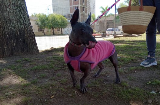 perro